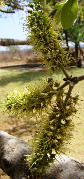 Combretum zeyheri flower, photo Ricky Mauer